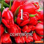 1 сентября - Дарю букет тюльпанов