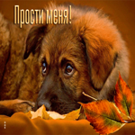Анимированная открытка с собакой Прости меня