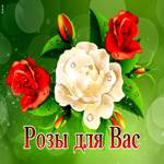Атмосферная гиф-открытка Розы для Вас