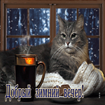 Безупречная открытка с котом у окна Добрый зимний вечер