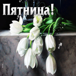 Благосклонная и милая открытка с тюльпанами Пятница
