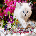 Picture цветочная открытка с котиком с четвергом