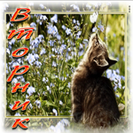 Добрая открытка с котиком и бабочкой Вторник