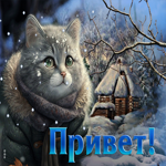 Доброжелательная и замечательная гиф-открытка с котом Привет