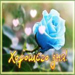 Гармоничная гиф-открытка с голубой розой Хорошего дня