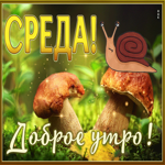 Изящная и стильная открытка Среда! Доброе утро