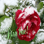 Изящная открытка с розой в снегу Для вас!