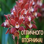 Классная картинка с орхидеей Отличного вторника