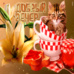 Классная открытка с котом в чашке Добрый вечер