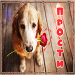 Красивая открытка Прости с грустной собакой