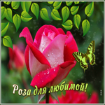 Красивая открытка Роза для любимой! С бабочкой