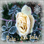 Красивая открытка роза для тебя