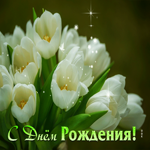 Красивая открытка с белыми тюльпанами С днем Рождения