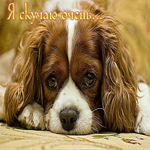 Красивая открытка с грустной собачкой Я скучаю очень...