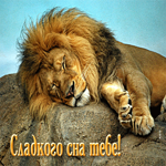 Красивая открытка со львом Сладкого сна тебе!