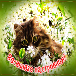 Красочная открытка с котиком, весеннего настроения