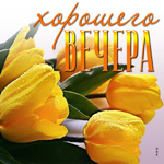 Красочная открытка с желтыми тюльпанами Хорошего вечера