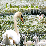 Креативная открытка с лебедями поздравляю с новорожденным