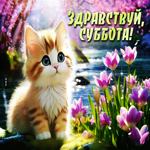 Ласковая и нежная гиф-открытка с котиком Здравствуй, суббота