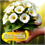 Лёгкая гифка с белыми цветами Для тебя