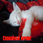 Postcard необычная открытка спокойной ночки! с белым котенком