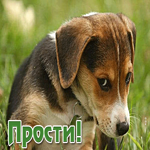 Нежная гиф-открытка с щенком Прости!