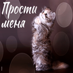 Нежная и романтическая открытка с котенком Прости меня