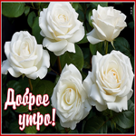Picture нежная открытка с белыми розами доброе утро