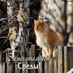 Нежная открытка с котиком Замечательной среды