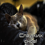 Нежная открытка с серым котиком Сладких снов!