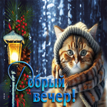 Picture очаровательная и элегантная гиф-открытка с котиком добрый вечер