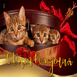 Очаровательная и нежная гиф-открытка с котятами С днем Рождения
