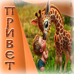 Очаровательная и веселая гиф-открытка с жирафом Привет