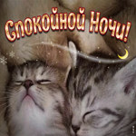Очаровательная открытка с котятами Спокойной ночи!
