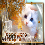Оригинальная открытка с кошкой Хорошего четверга