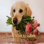Озорная открытка с собакой и цветами Пусть понедельник легким будет!