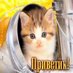 Поразительная открытка с котенком Привет