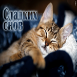 Поразительная открытка с котиком Сладких снов!