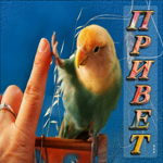 Поразительная открытка с попугаем Привет