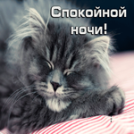 Позитивная открытка Спокойной ночи! С котом
