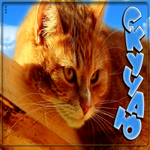 Прекрасная открытка Скучаю с рыжим котиком