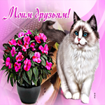 Прелестная открытка Моим друзьям! С кошкой и цветком