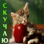 Превосходная открытка с котенком с яблочком Скучаю