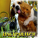 Picture прикольная открытка с собачкой и котом для настроения!
