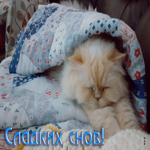 Прикольная открытка Сладких снов! С белым котом