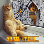 Picture приятная открытка опять среда... с котом у окна