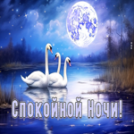 Postcard романтическая открытка с лебедями спокойной ночи