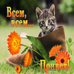 Симпатичная открытка с котенком Всем привет!