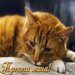 Симпатичная и милая открытка с рыжим котом Прости меня