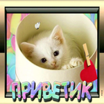 Picture симпатичная открытка приветик с котиком